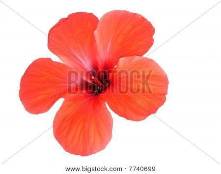 Red Flower.