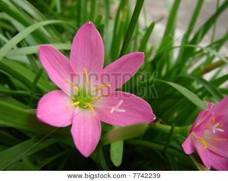 SummerLily