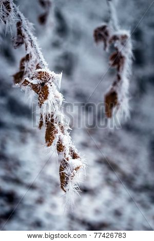 Frostbitten Limbs And Trees