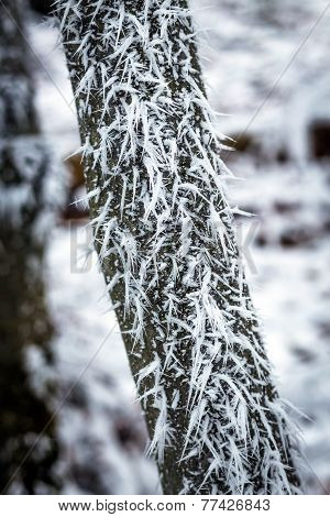 Frostbitten Limbs And Trees