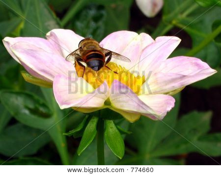die Hover-fly