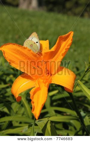 Giglio o Iris e farfalla