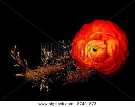 ranunculus