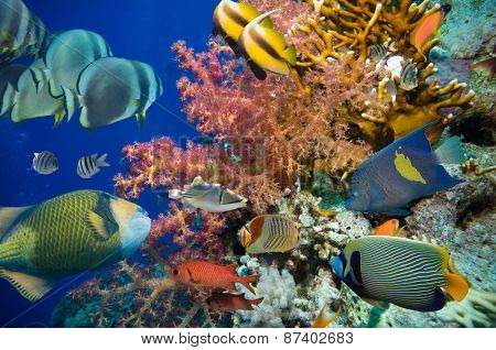 Colorful underwater offshore rocky reef with coral and sponges and small tropical fish swimming by in a blue ocean