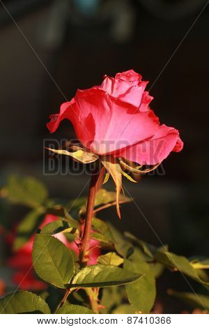 Pink Rose Viewed Side Image & Photo (Free Trial) | Bigstock