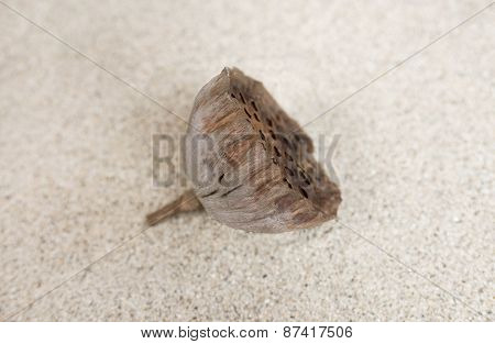 Closeup Seedpod Of The Lotus