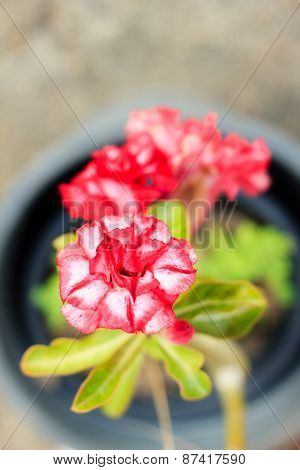 Adenium Obesum