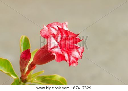 Adenium Obesum