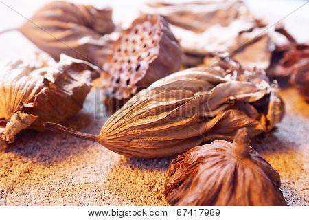Closeup Seedpod Of The Lotus