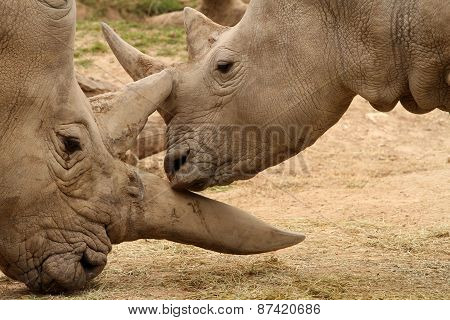 White Rhinoceros Battle13