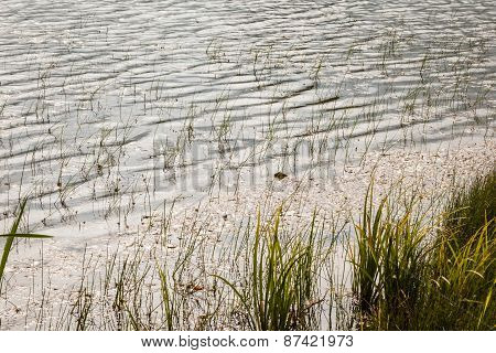 Pond Weed
