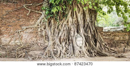 Buddha head overgrown by fig tree in Wat Mahatat. Ayutthaya historical park. Panorama