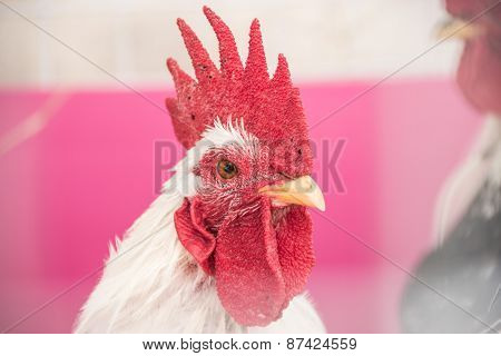 Cock