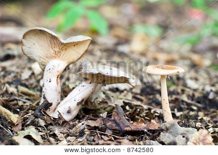 Mushroom