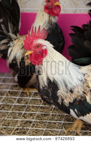 Rooster