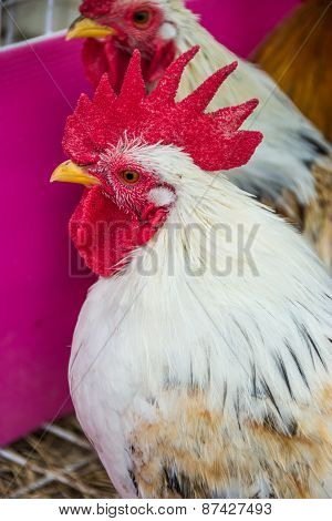 Rooster