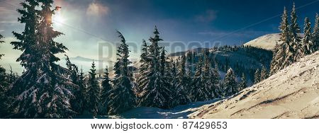 Morning In Carpathian Mountains. Dragobrat