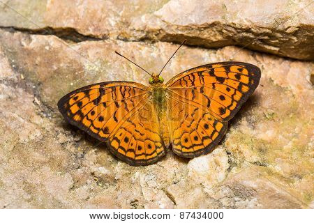 Small Leopard Butterfly