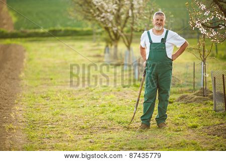 Portrait of a handsome senior man gardening in his garden, on a lovely spring day (color toned image)