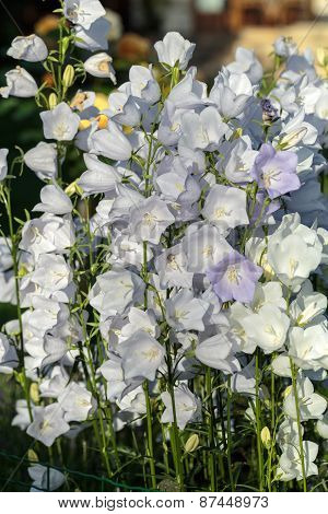 Campanula or canterbury bells flowers in garden