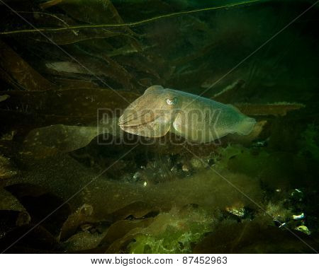 Cuttlefish