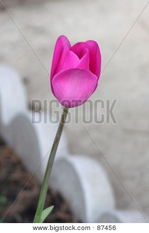 Pink Tulip 2