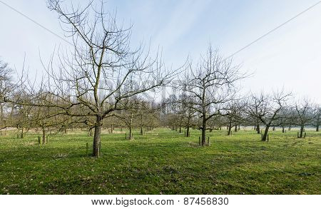 Traditional Orchard With Half Standard Cherry Trees