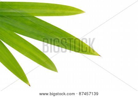 Green Leaf