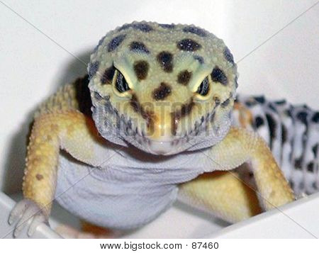 Leopard Gecko