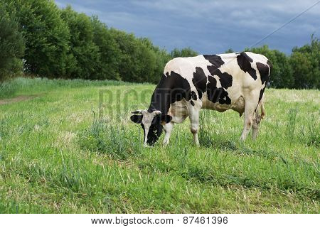 A cow eat the grass in the meadow  before the storm