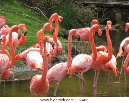 Flamingi