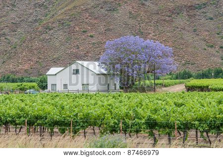 Farm House And Vineyards In The Hex River Valley