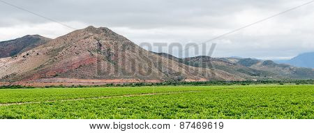 View Across Vineyards Near Worcester