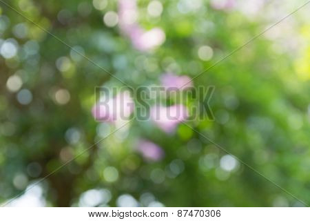 Natural green blurred background