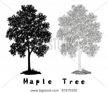 Maple Tree Silhouette, Contours and Inscriptions