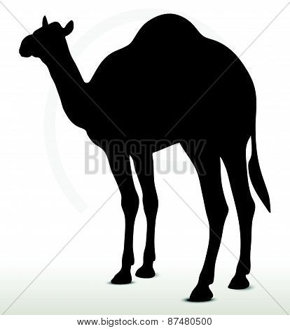 Camel In Default Pose