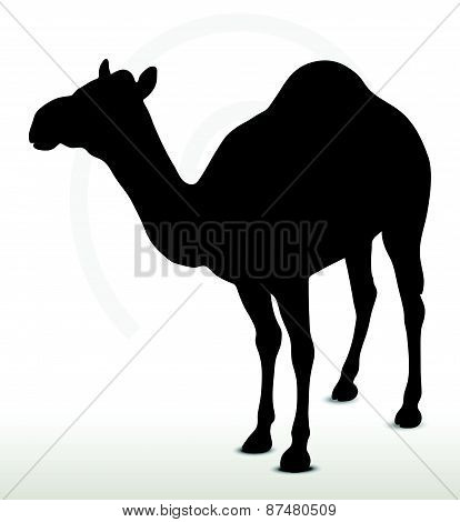 Camel In Default Pose
