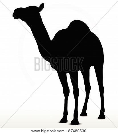 Camel In Default Pose
