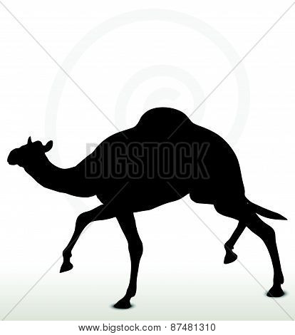 Camel In Trotting Pose