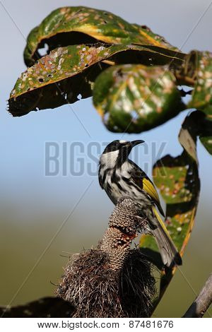 White-cheeked Honeyeater (phylidonyris Niger)