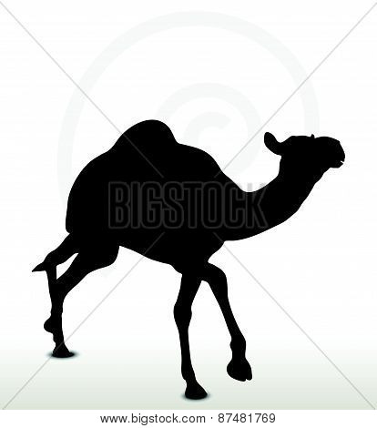 Camel In Trotting Pose