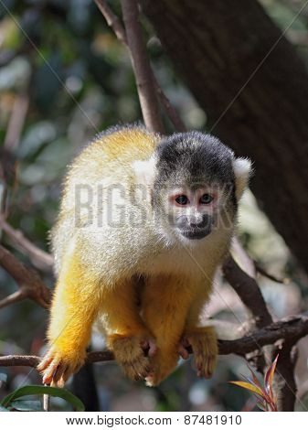 Black-capped Squirrel Monkey (saimiri Boliviensis)