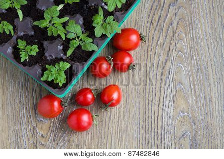 seedling plants cherry tomatoes and tomato fruits