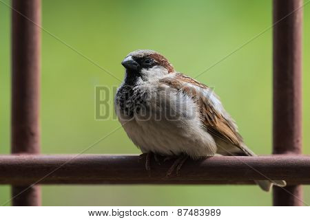 House Sparrow (passer Domesticus) Sitting Sleepily On A Metal Bar