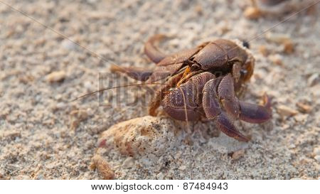 Small Hermit Crab Without Shell