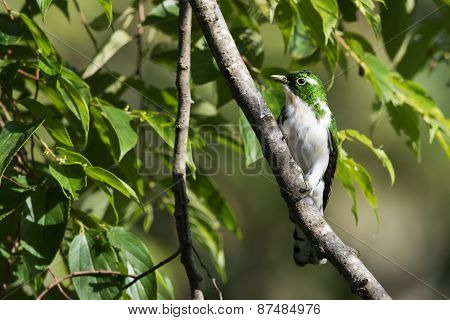 Klaas's Cuckoo (chrysococcyx Klaas)