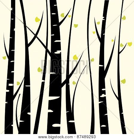 Birch three