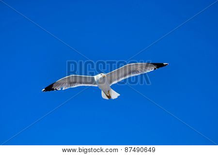 The seagull flies against the blue sky