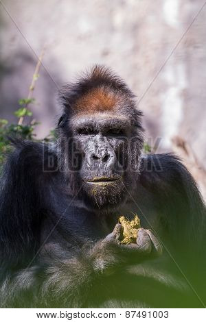Gorilla - (gorilla Gorilla)