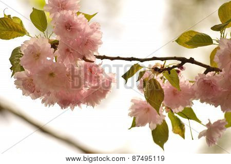 Kwanzan cherry tree blooms